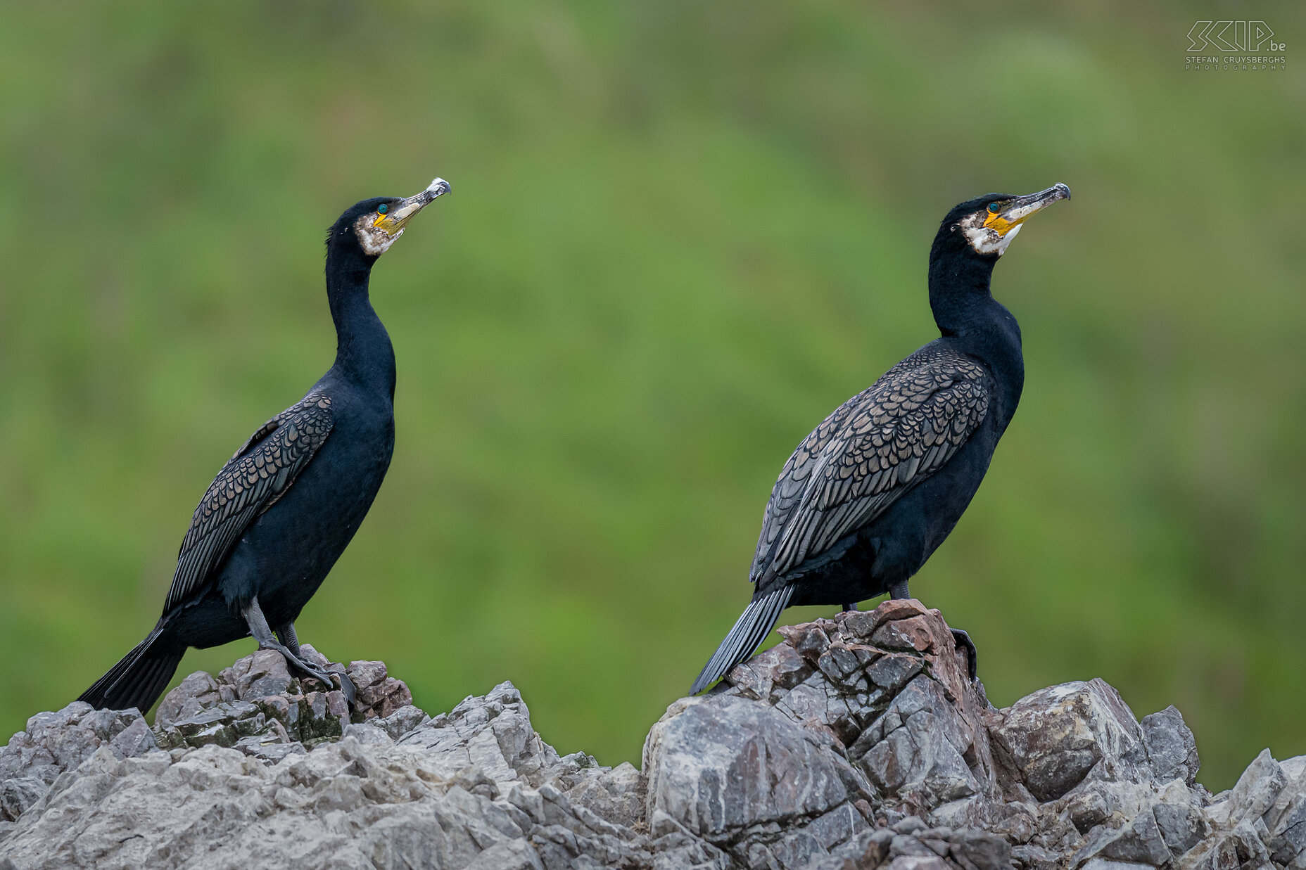 Moray Firth - Common cormorants From Cromarty we made a trip with a RIB (Zodica) to explore the many seabirds and dolphins in the Moray Firth. Moray Firth is located north east of Inverness and is the largest inlet of the North Sea in Scotland. It is one of the best places in Europe to see bottlenose dolphins in the wild. Stefan Cruysberghs